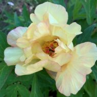 Golden Vanity - Pilt 4