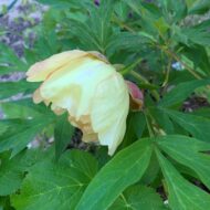 Golden Vanity - Pilt 7