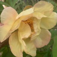 Golden Vanity - Pilt 3