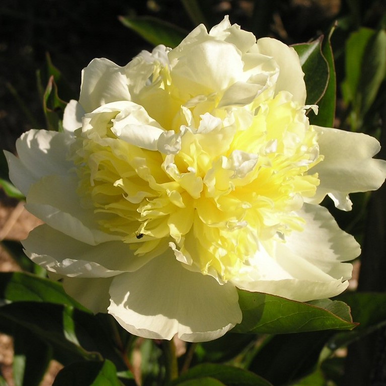OLYMPUS DIGITAL CAMERA Goldilocks - Pilt 1