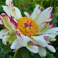Crazy Daisy - Pilt 2
