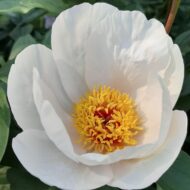 Garden Peace - Pilt 2