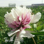 He Ping Er Qiao