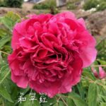 He Ping Hong