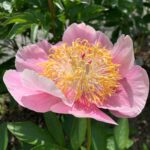 Heavenly Pink