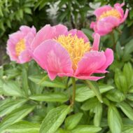 Heavenly Pink - Pilt 3