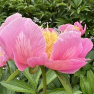 Heavenly Pink - Pilt 4