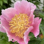 Heavenly Pink - Pilt 5