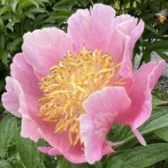Heavenly Pink - Pilt 6