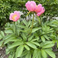 Heavenly Pink - Pilt 7
