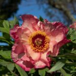 Hesperus