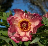 Hesperus