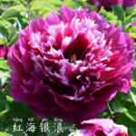 Hong Hai Yin Lang