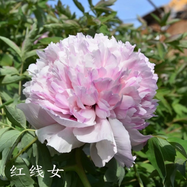 Hong-Xian-NV Hong Xian NV - Pilt 1