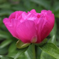 Honor - Pilt 6