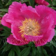 Honor - Pilt 5