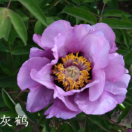 Hui He - Pilt 2