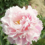 Pink Saffron