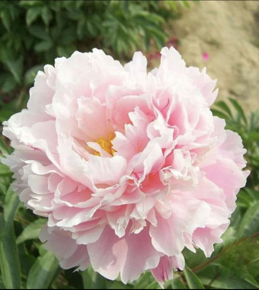 IMG_1381 Pink Saffron - Pilt 1