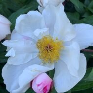 Paeonia lactiflora - Pilt 2