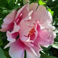Norwegian Blush - Pilt 2