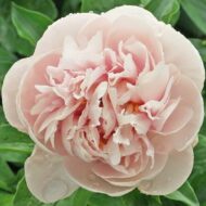Joyful Romantic - Pilt 2