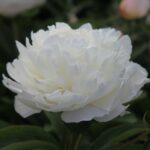 Jubilee