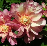 Julia Rose - Pilt 3