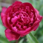 June Brilliant