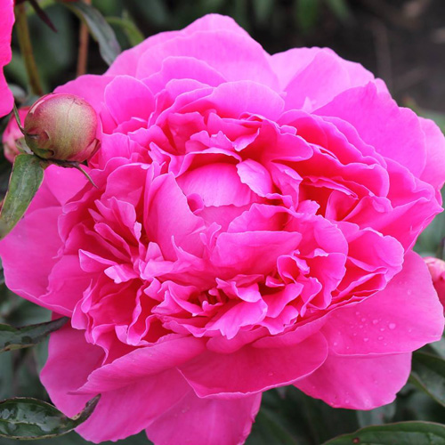 June-Rose June Rose - Pilt 1