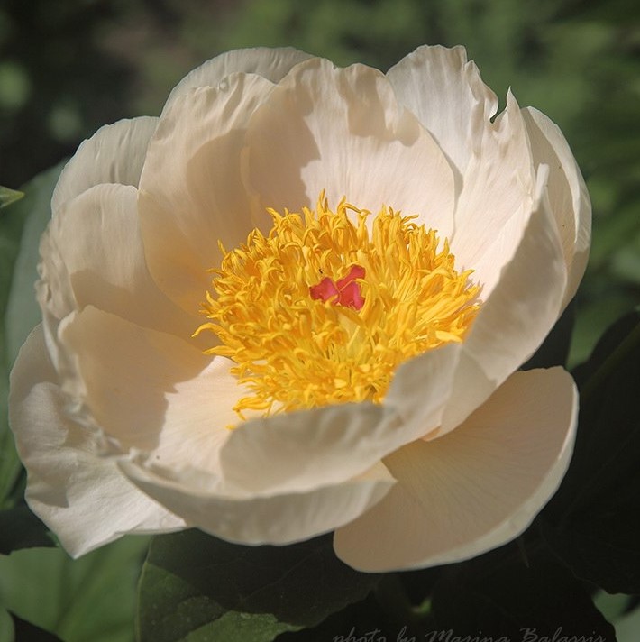 Just-Peachy-marina-KiBNMP3tExI Just Peachy - Pilt 1