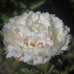Katharine