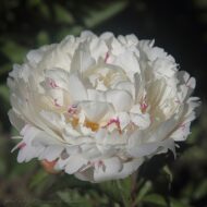 Katharine