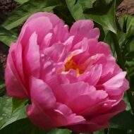 Kathy's Touch - Pilt 2