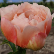 King's Day - Pilt 3