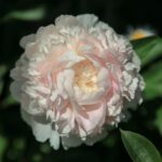 Klehm's  Pink Unknown