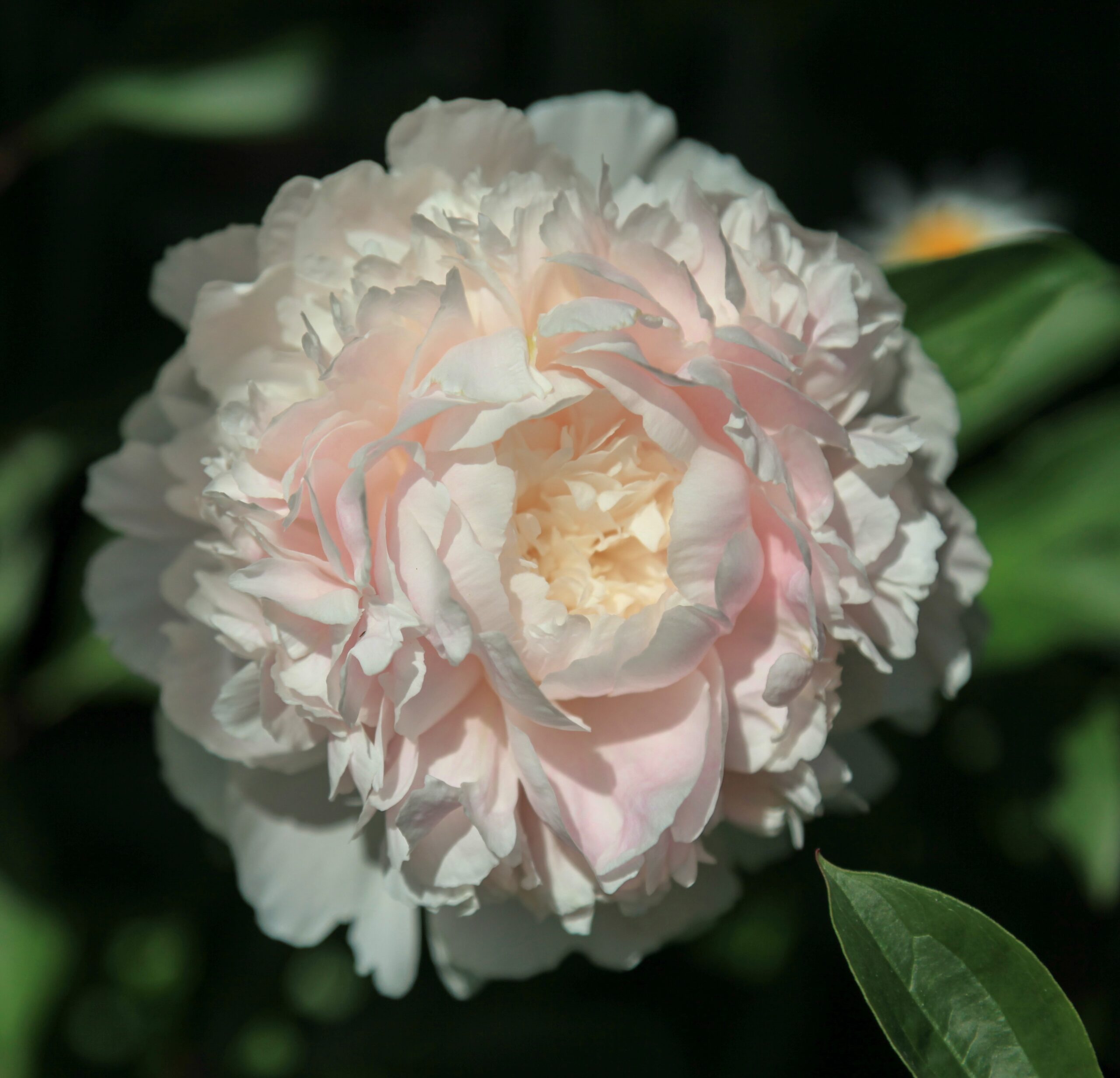 KlehmsUnknownPink-sirpa Klehm's Pink Unknown - Pilt 1