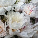 La Tulipe