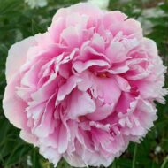 Lady Kate - Pilt 3