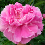 Lady Leonora Bramwell