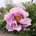 Lan Qiang Wei