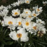 Laureshamensis