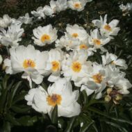 Laureshamensis