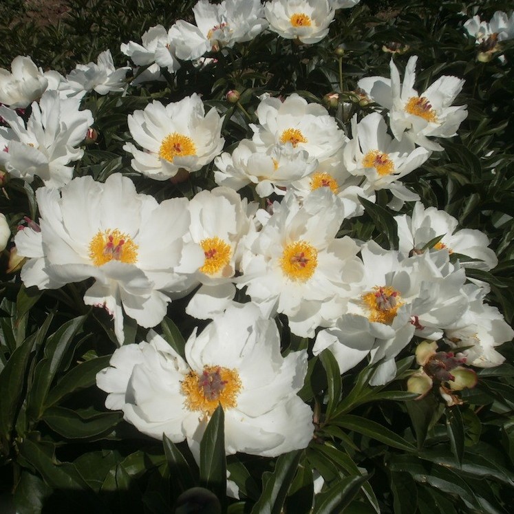 Laureshamensis Laureshamensis - Pilt 1