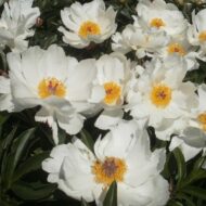 Laureshamensis - Pilt 2
