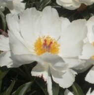 Laureshamensis - Pilt 3