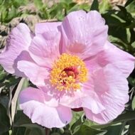 Lavender - Pilt 4