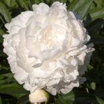Le Cygne