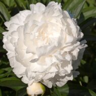 Le Cygne