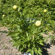 Lemon Clouds - Pilt 2